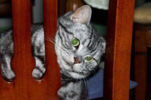 Estrés en gatos