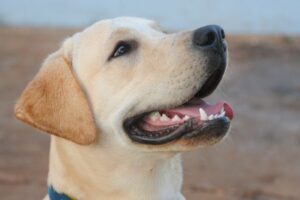 Estrés en perros