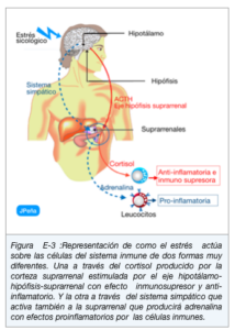 Porque se dice que la adrenalina es la hormona del estrés