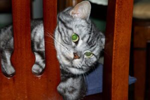Leucograma de estrés en gatos
