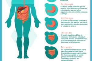 Cómo afecta el estrés en el sistema digestivo