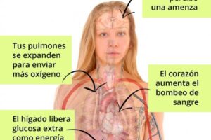 Cómo se siente el estrés en el estómago