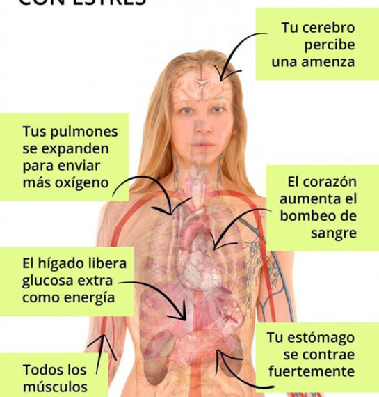 Efectos del estrés en el cuerpo