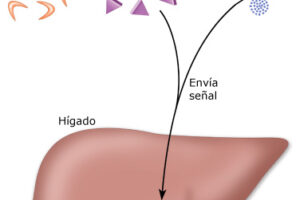 El estrés puede subir los niveles de azúcar