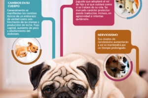 Embarazo por estrés perros