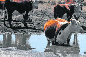 Estrés calórico en animales