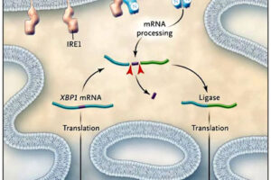 Estrés del retículo endoplasmático