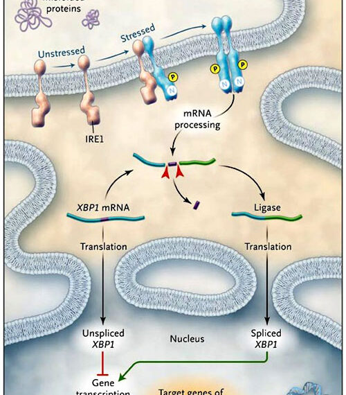 Estrés del retículo endoplasmático