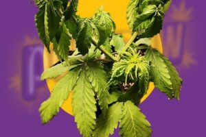 Estrés hídrico en plantas por exceso de agua