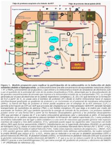 Estrés oxidativo esquema