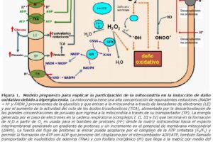 Estrés oxidativo esquema