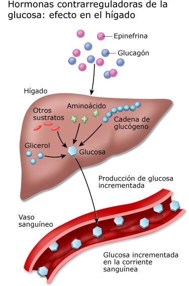 Hormona que controla el estrés