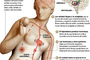 Lugares del cuerpo donde se acumula el estrés