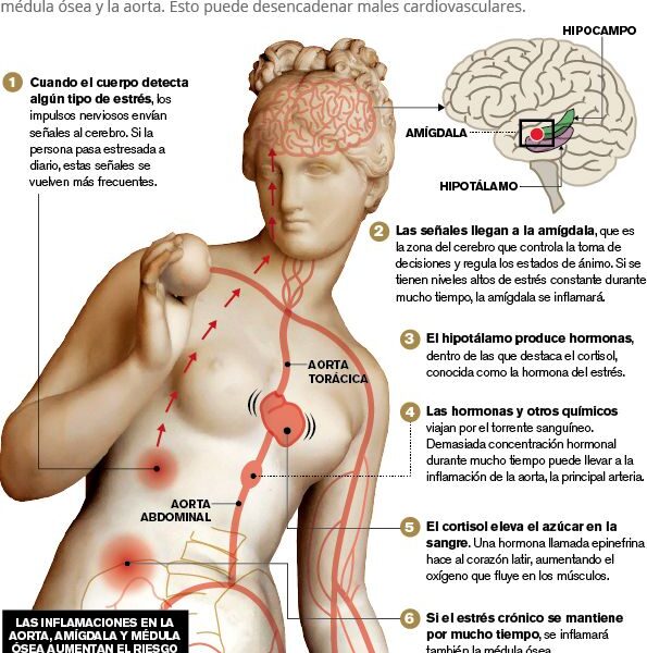 Lugares del cuerpo donde se acumula el estrés