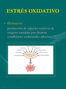 Que es el estrés oxidativo y que lo provoca