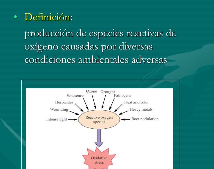 Que es el estrés oxidativo y que lo provoca