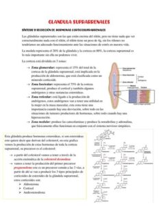 Que importancia tienen las glándulas suprarrenales en el control del estrés