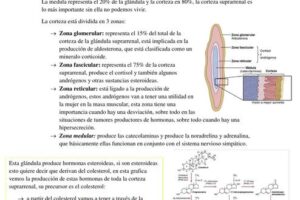 Que importancia tienen las glándulas suprarrenales en el control del estrés