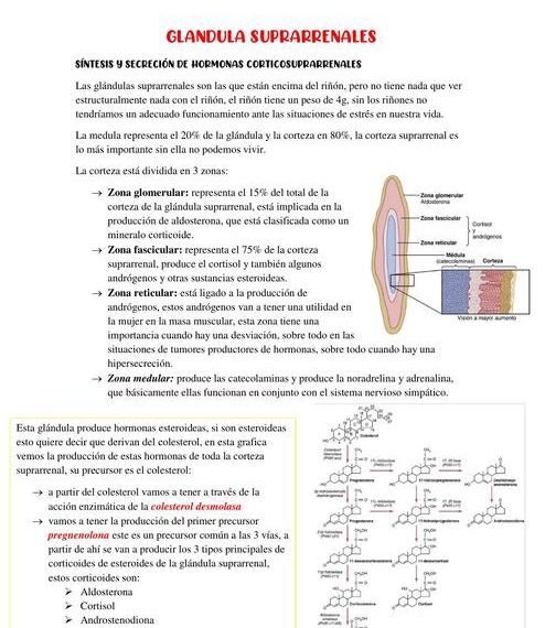 Que importancia tienen las glándulas suprarrenales en el control del estrés