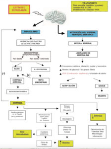 Regula el metabolismo y la resistencia al estrés