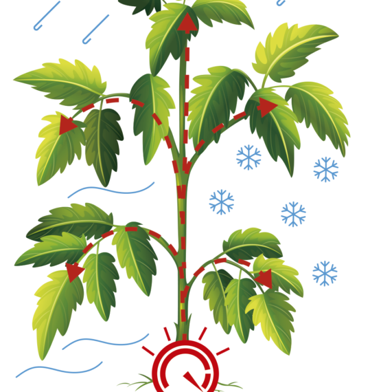 Tipos de estrés en las plantas