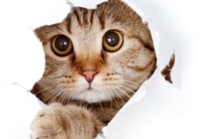 Cómo evitar el estrés en los gatos