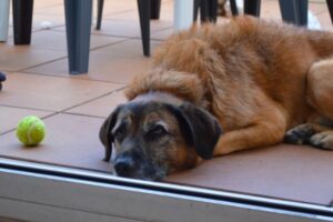 Que le causa estrés a los perros