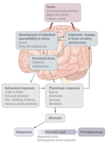¿Cómo afecta el estrés en el cerebro?