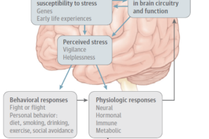 ¿Cómo afecta el estrés en el cerebro?