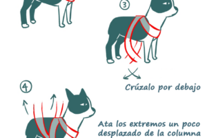 Como quitarle el estrés a un perro