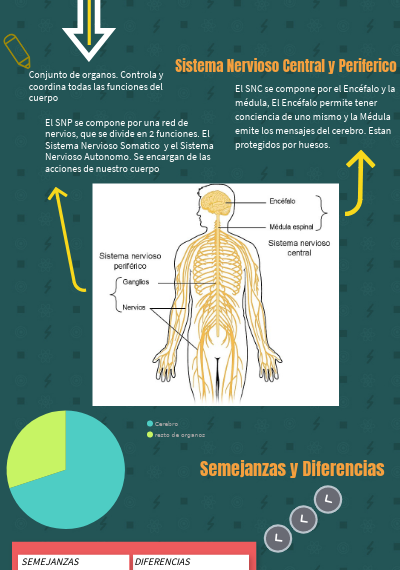 El sistema nervioso somático controla a los órganos en situaciones de estrés