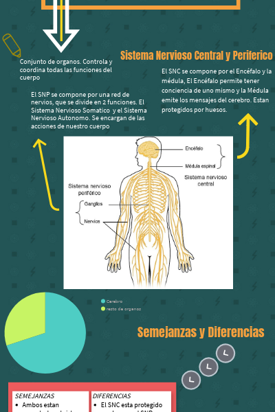 El sistema nervioso somático controla a los órganos en situaciones de estrés