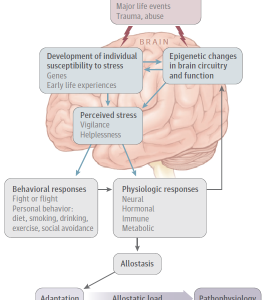 En qué parte del cerebro se produce el estrés