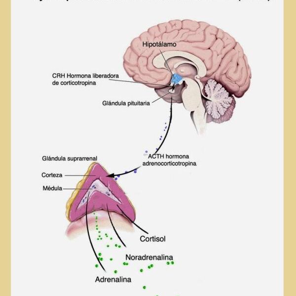 Funcionamiento del sistema nervioso en situaciones de estrés