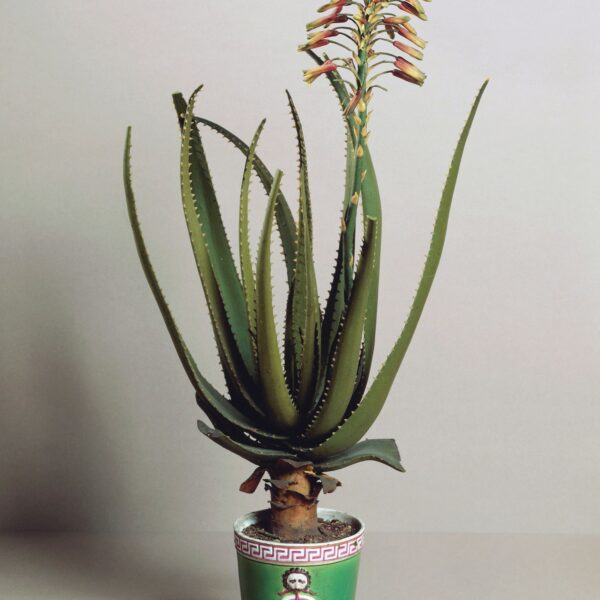 Plantas para el estrés y los nervios