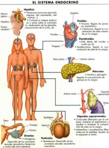 Respuesta del sistema endocrino frente al estrés