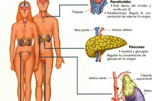 Respuesta del sistema endocrino frente al estrés