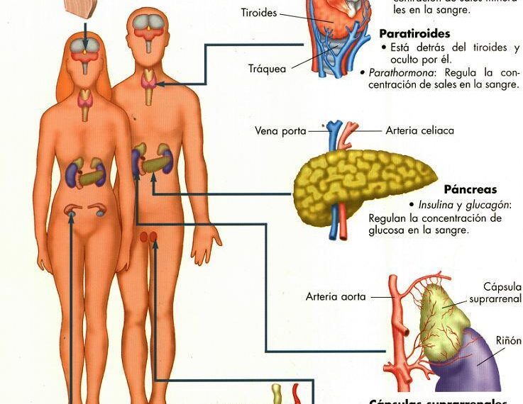 Respuesta del sistema endocrino frente al estrés