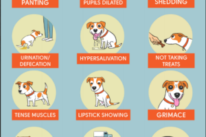 Síntomas de estrés y ansiedad en perros