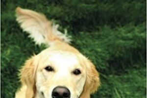 Terapia de reducción de estrés en perros
